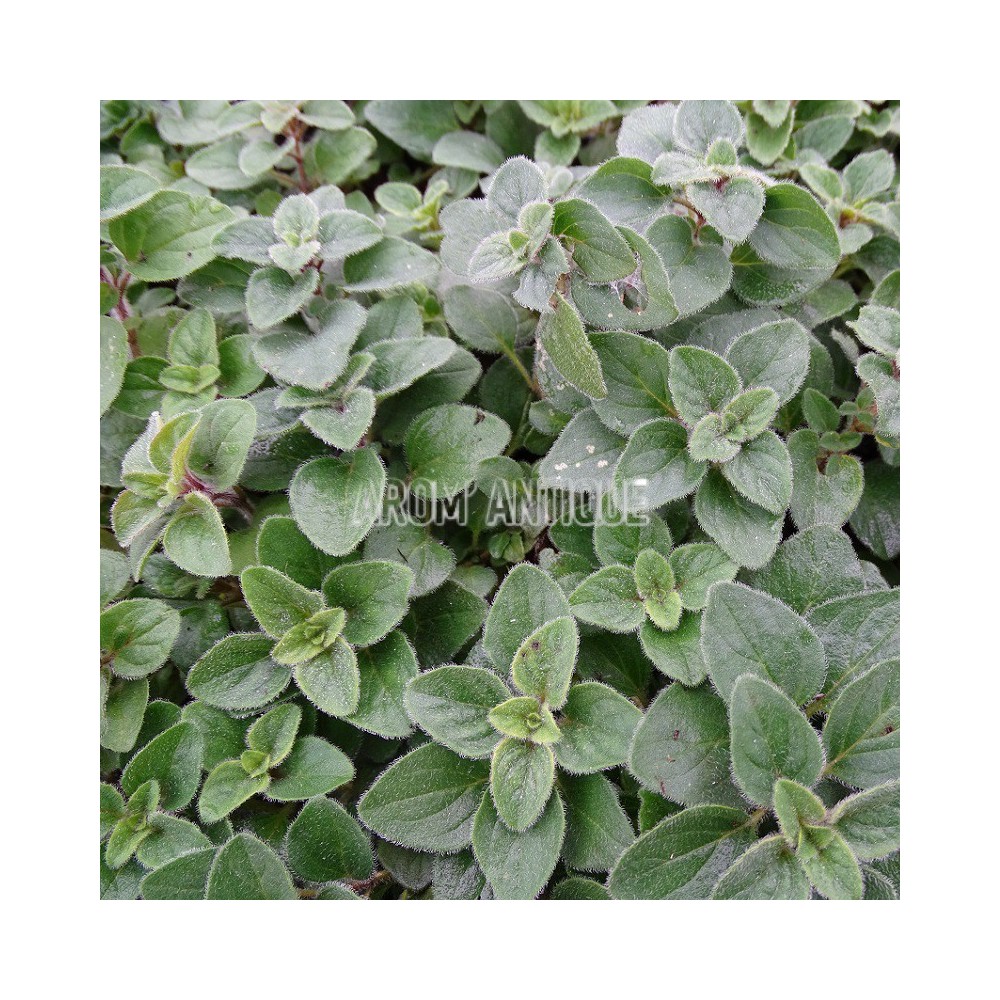 Origan 'Hot And Spicy'