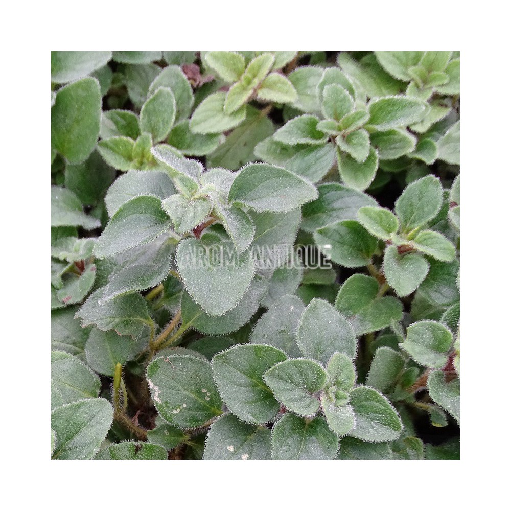 Origan 'Hot And Spicy'
