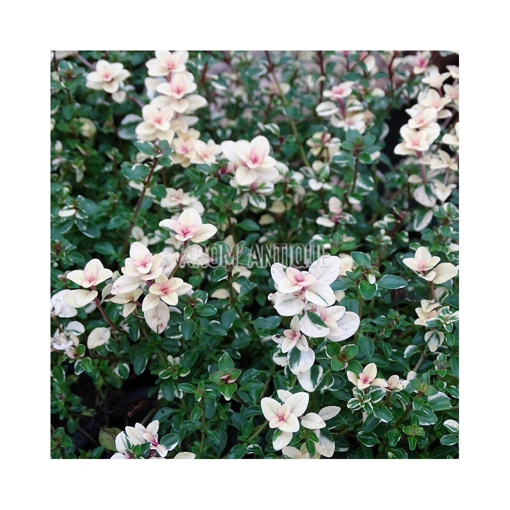 Thym Foxley