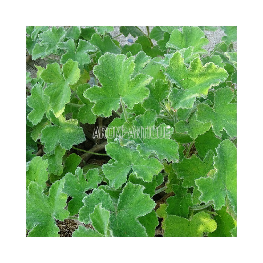 Géranium menthe