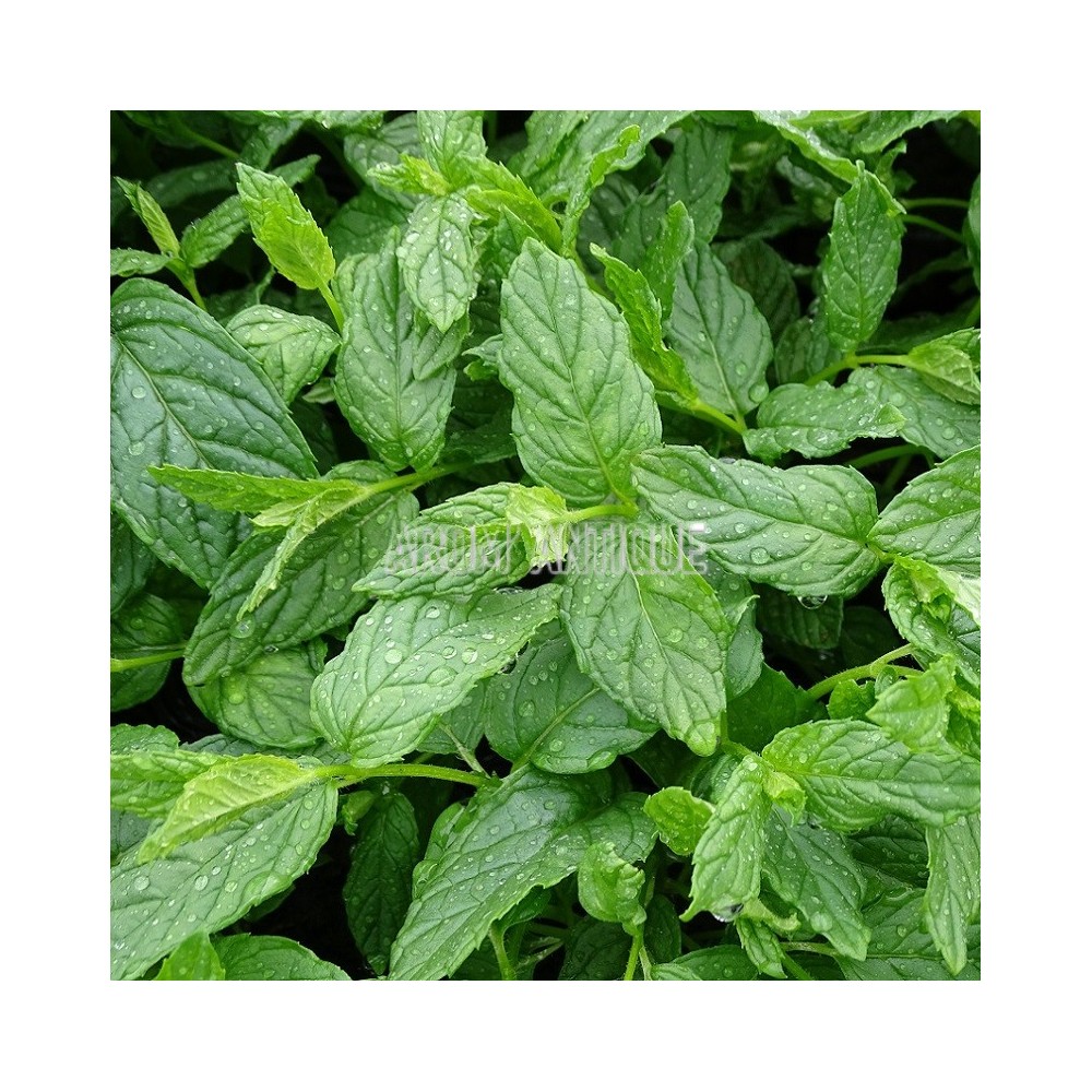 Menthe verte
