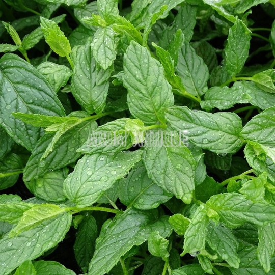 Menthe verte