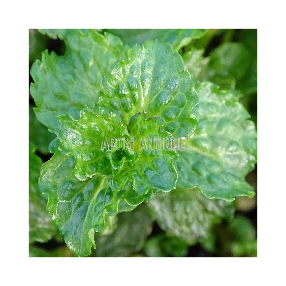 Menthe crispée