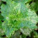 Menthe crispée