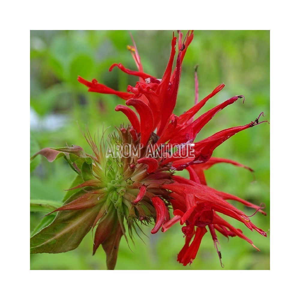 Monarde 'Jacob Cline'