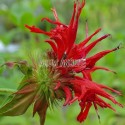 Monarde 'Jacob Cline'