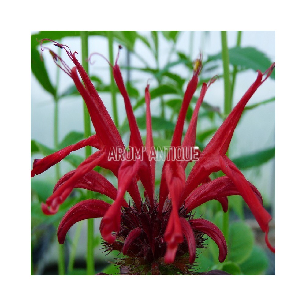 Monarde 'Squaw'