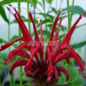 Monarde 'Squaw'