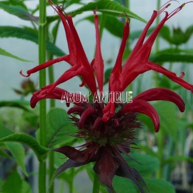 Monarde 'Squaw' 2