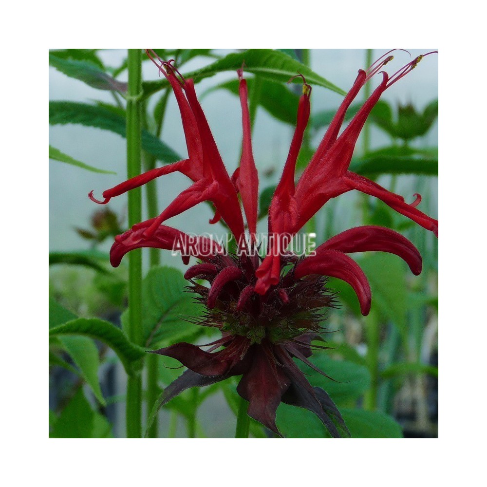 Monarde 'Squaw'