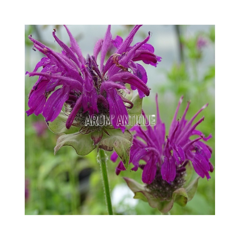Monarde Aquarius