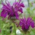 Monarde Aquarius