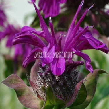 Monarde Aquarius 2