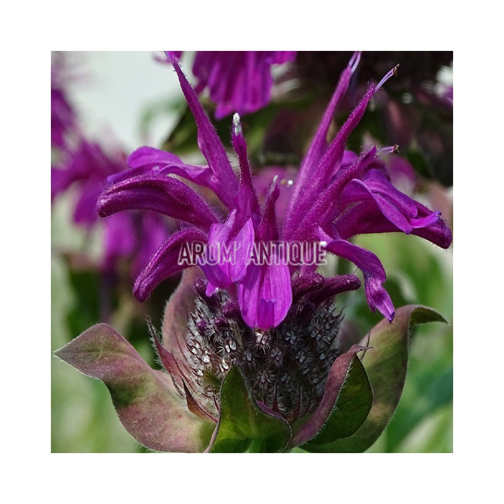 Monarde Aquarius