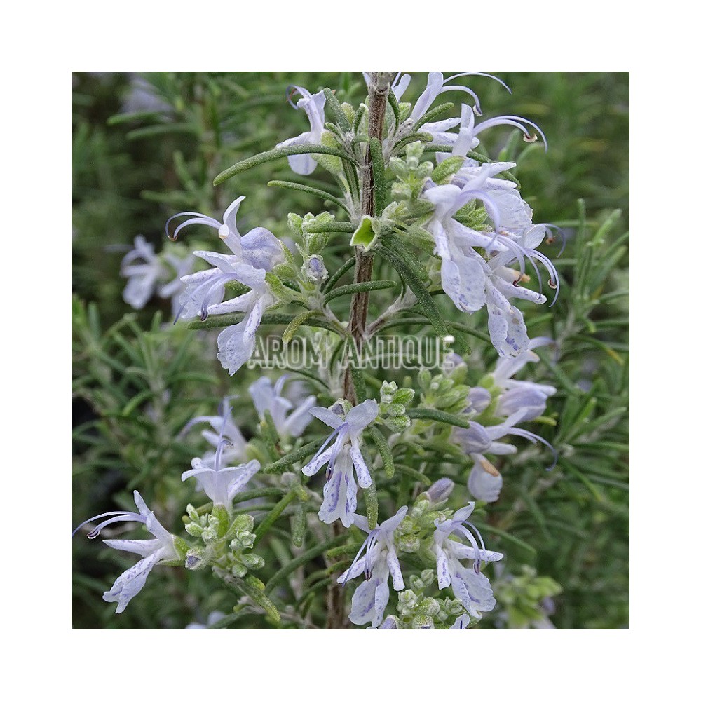 Romarin 'Mrs Jessopp's Upright' en fleurs