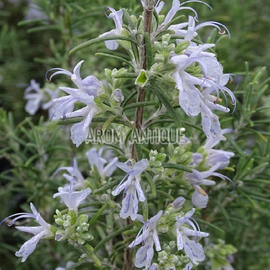 Romarin 'Mrs Jessopp's Upright' en fleurs
