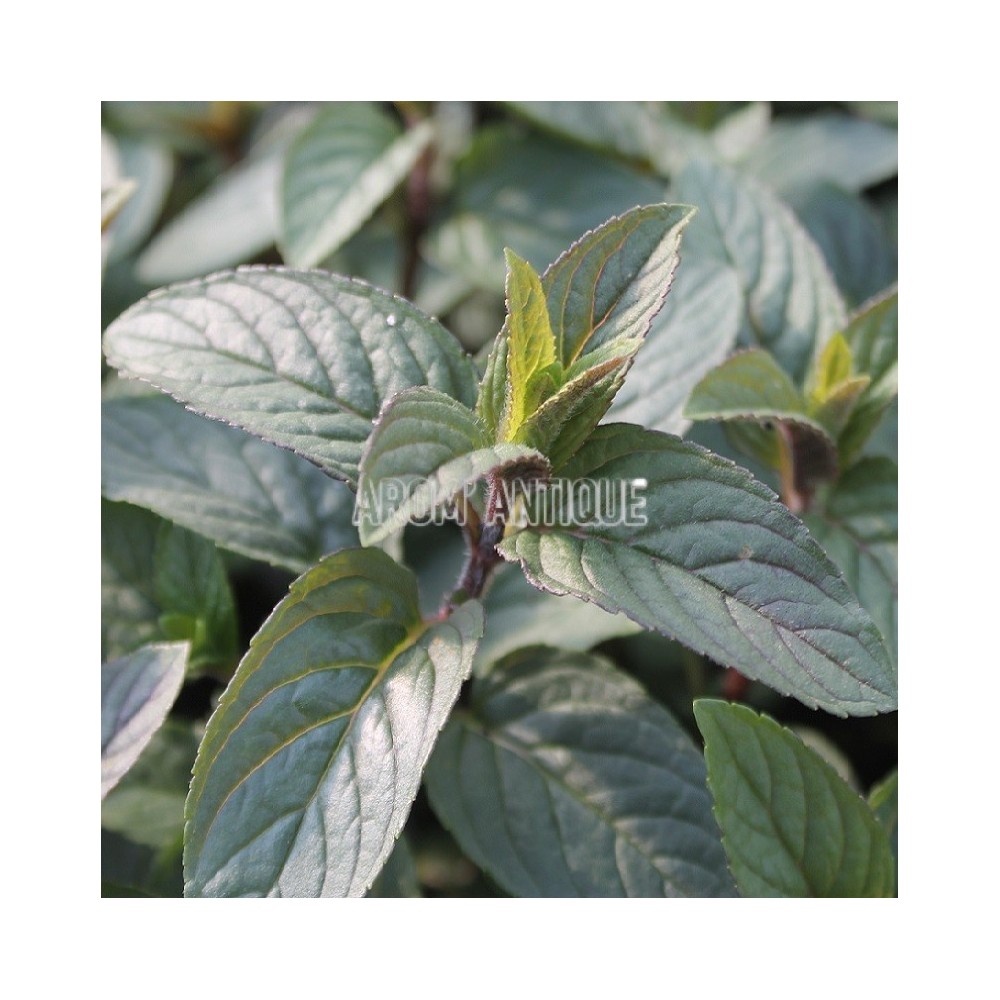 Menthe de Milly, Mentha x piperita 'Milly La Forêt', Arom'antique.