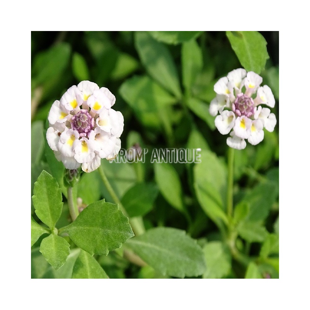 Verveine nodiflore, une verveine rampante, phyla nodiflora.