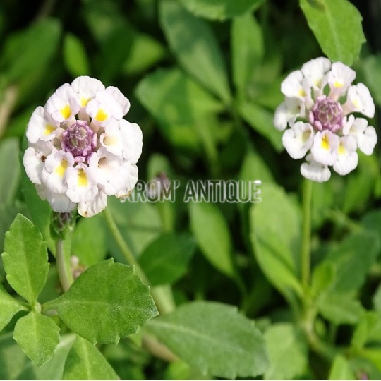 Verveine nodiflore, une verveine rampante, phyla nodiflora.