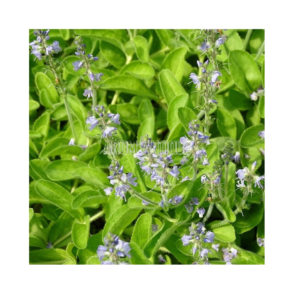 Véronique officinale
