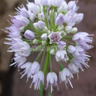 Ail 'Summer Beauty' bio, Allium 'Summer Beauty'. Arom'antique.