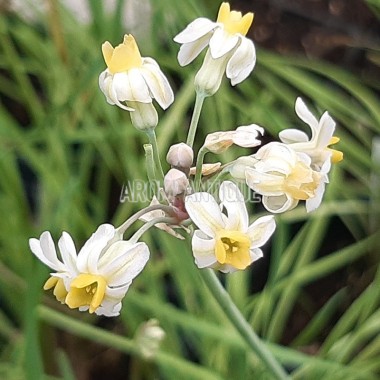Ail d'Afrique du Sud fleurs blanches et jaunes bio, Tulbaghia cernua.