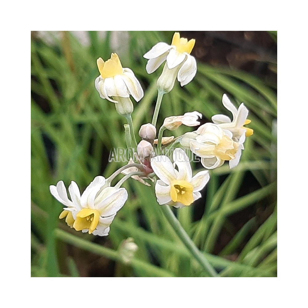 Ail d'Afrique du Sud fleurs blanches et jaunes bio, Tulbaghia cernua.