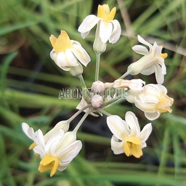 Ail d'Afrique du Sud fleurs blanches et jaunes bio, Tulbaghia cernua. 2