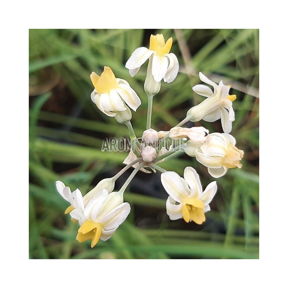 Ail d'Afrique du Sud fleurs blanches et jaunes bio, Tulbaghia cernua.