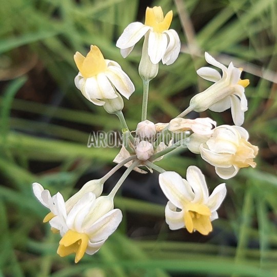 Ail d'Afrique du Sud fleurs blanches et jaunes bio, Tulbaghia cernua.