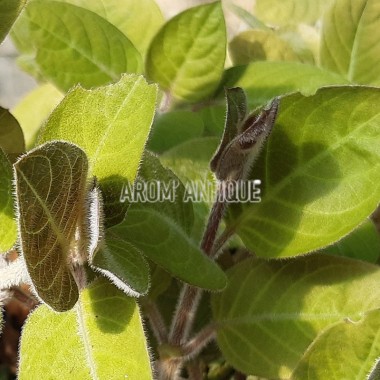 Plante fromage, Paederia lanuginosa, plante aromatique rare.
