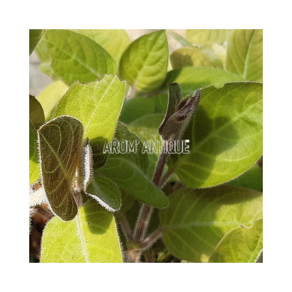 Plante fromage, Paederia lanuginosa, plante aromatique rare.