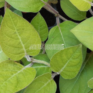 Plante fromage, Paederia lanuginosa, plante aromatique rare. 2
