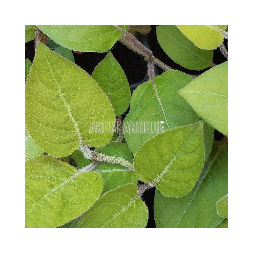 Plante fromage, Paederia lanuginosa, plante aromatique rare.
