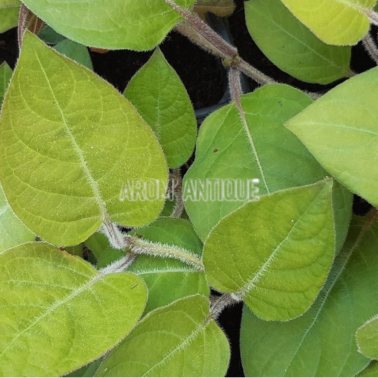 Plante fromage, Paederia lanuginosa, plante aromatique rare.