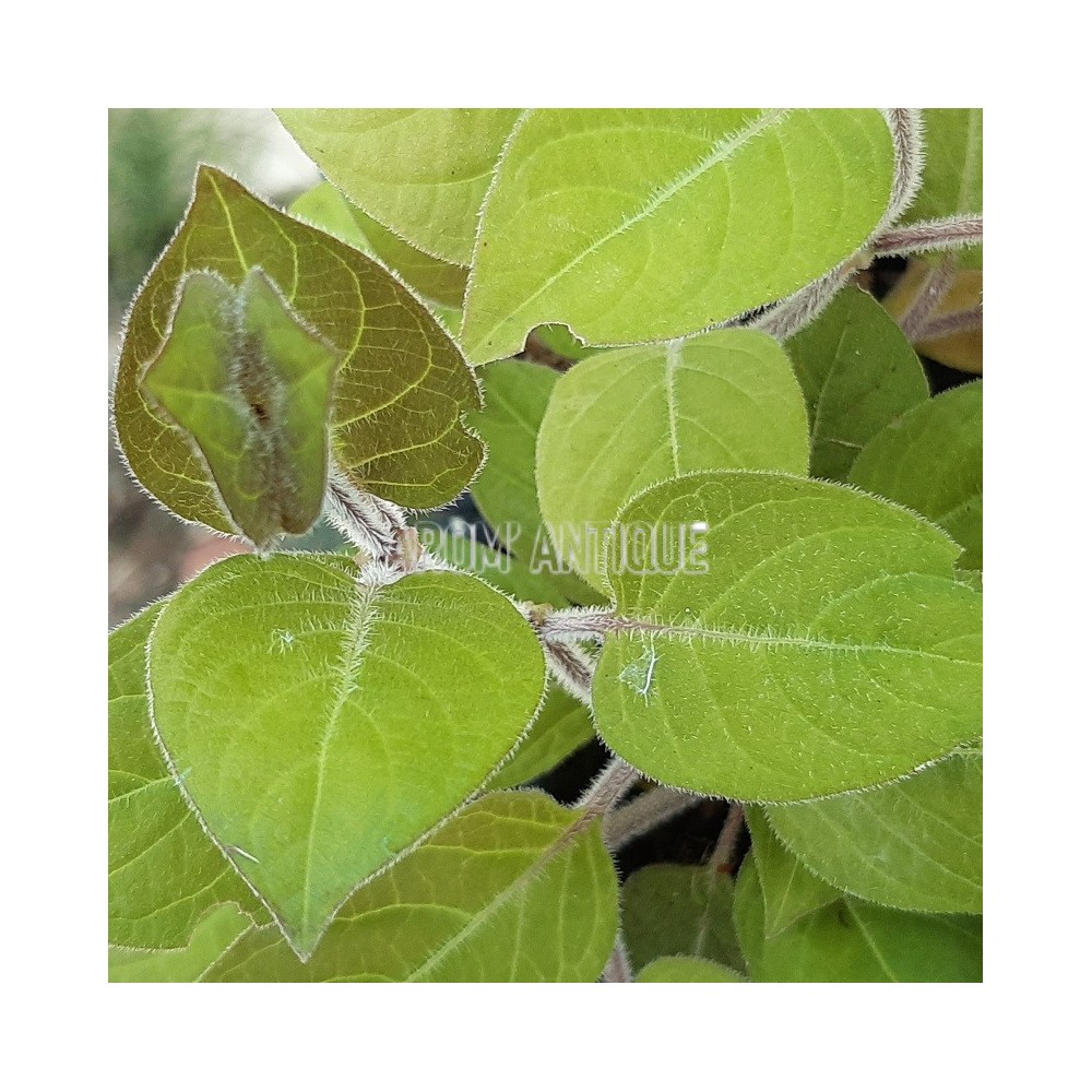 Plante fromage, Paederia lanuginosa, plante aromatique rare.