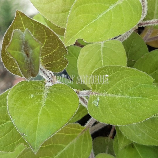 Plante fromage, Paederia lanuginosa, plante aromatique rare.