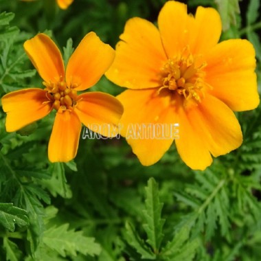 Tagète mandarine, oeillet mandarine, Tagetes tenuifolia.