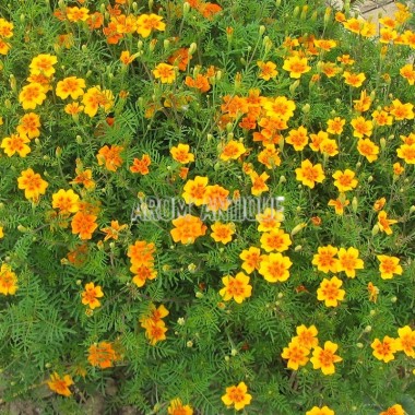 Tagète mandarine, oeillet mandarine, Tagetes tenuifolia. 2