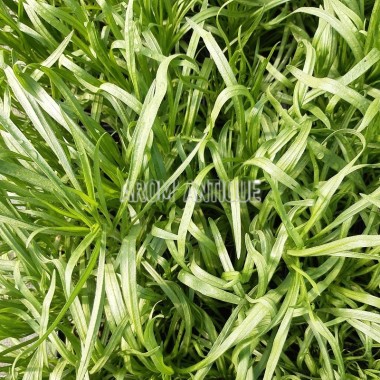 Plantain noir, Plantago afra, Arom'antique, aromatiques bio.