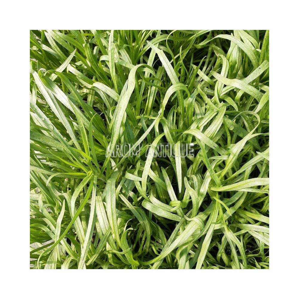 Plantain noir, Plantago afra, Arom'antique, aromatiques bio.