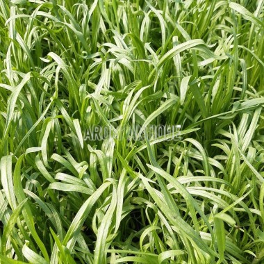 Plantain noir, Plantago afra, Arom'antique, aromatiques bio. 2