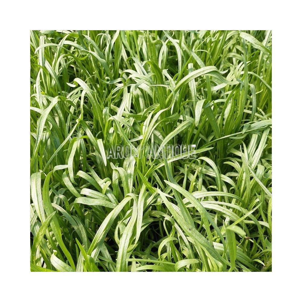 Plantain noir, Plantago afra, Arom'antique, aromatiques bio.