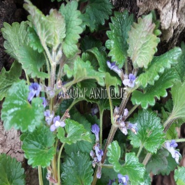 Lierre terrestre bio, Glechoma hederacea, Arom'antique.