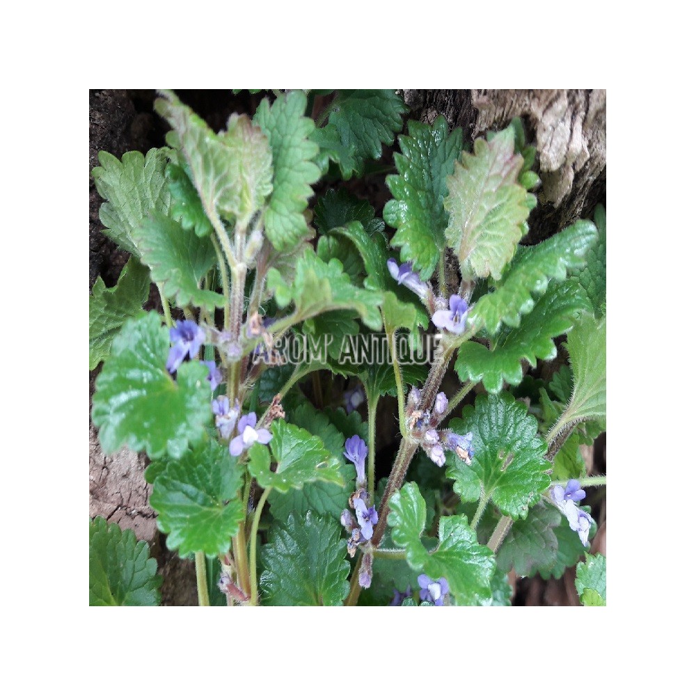 Lierre terrestre bio, Glechoma hederacea, Arom'antique.