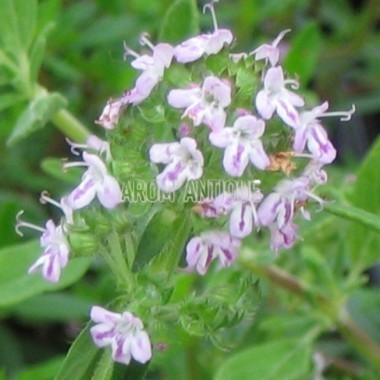 Thym luisant, Thymus nitens, Arom'antique, 500 aromatiques bio. 2