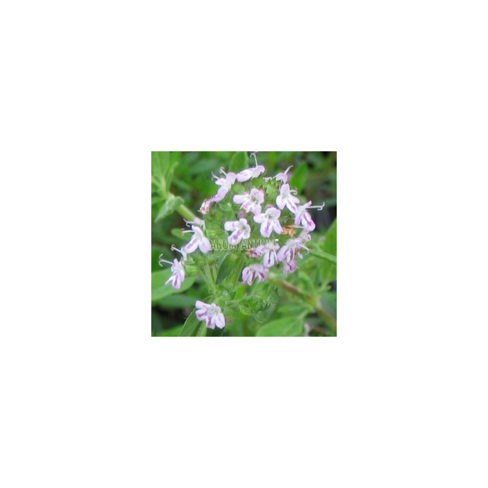 Thym luisant, Thymus nitens, Arom'antique, 500 aromatiques bio.