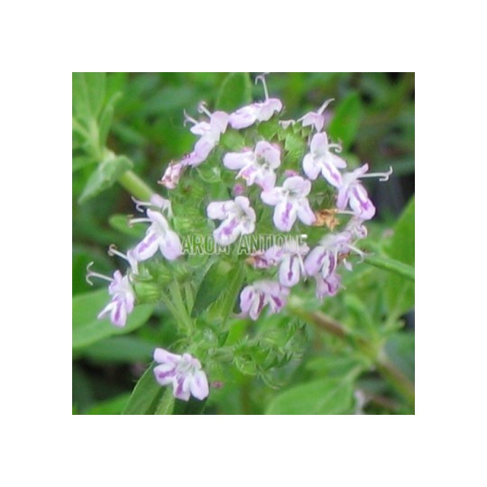 Thym luisant, Thymus nitens, Arom'antique, 500 aromatiques bio.