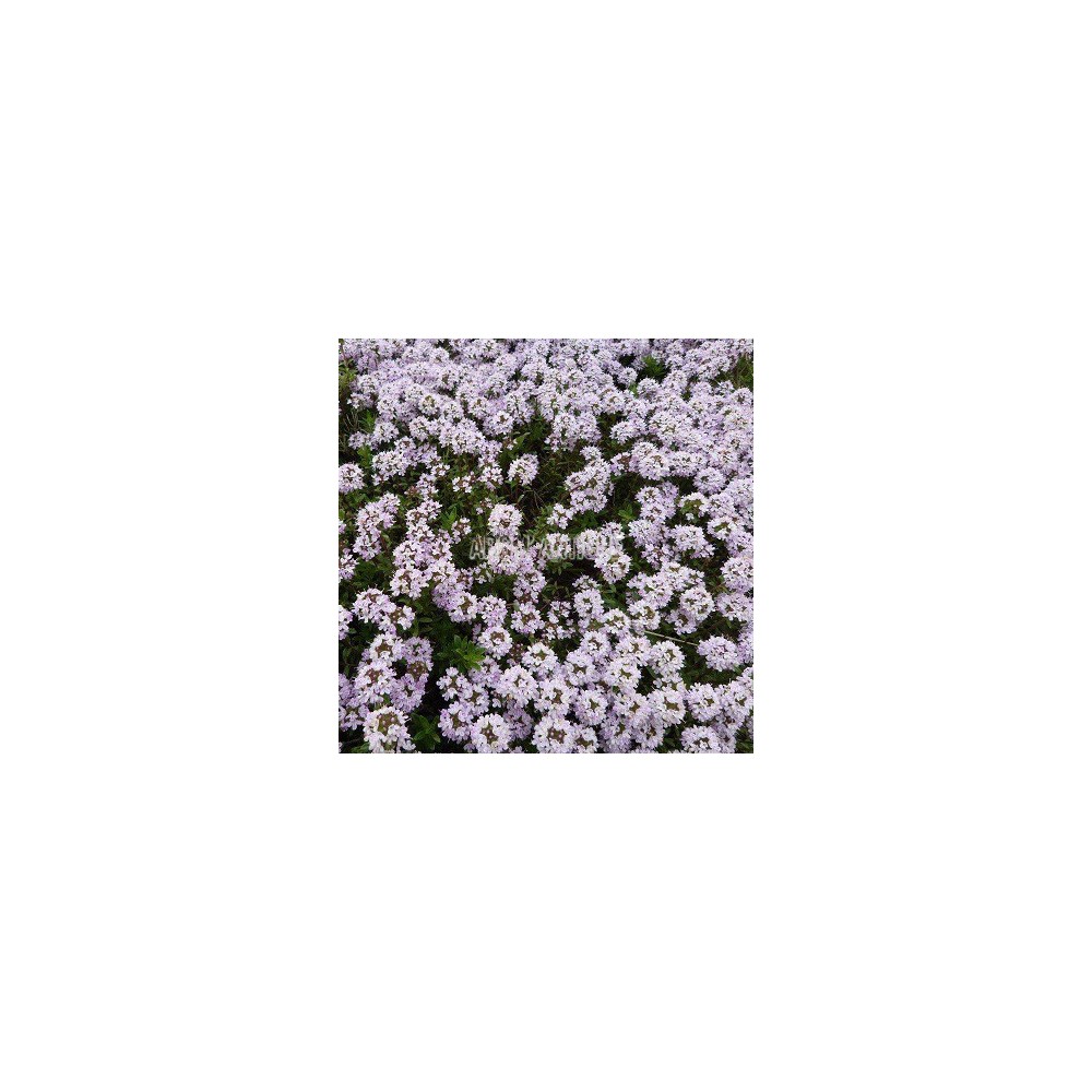 Thym luisant, Thymus nitens, Arom'antique, 500 aromatiques bio.