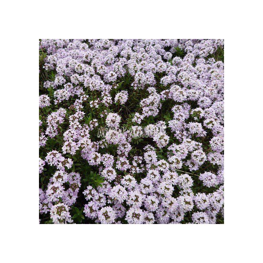 Thym luisant, Thymus nitens, Arom'antique, 500 aromatiques bio.